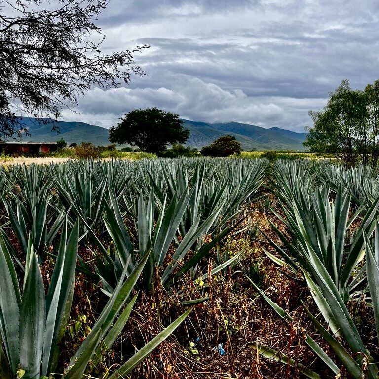 Maguey Fields (Photo: Karen Otter)